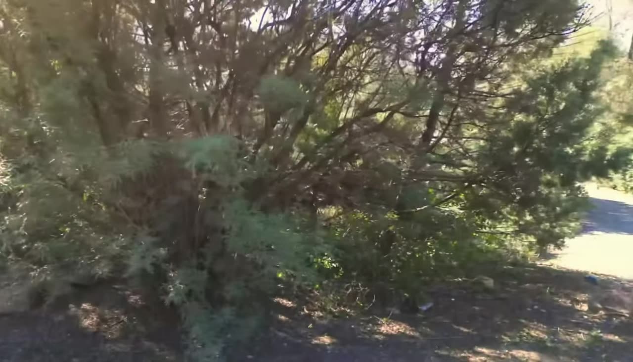 Pine Firewood